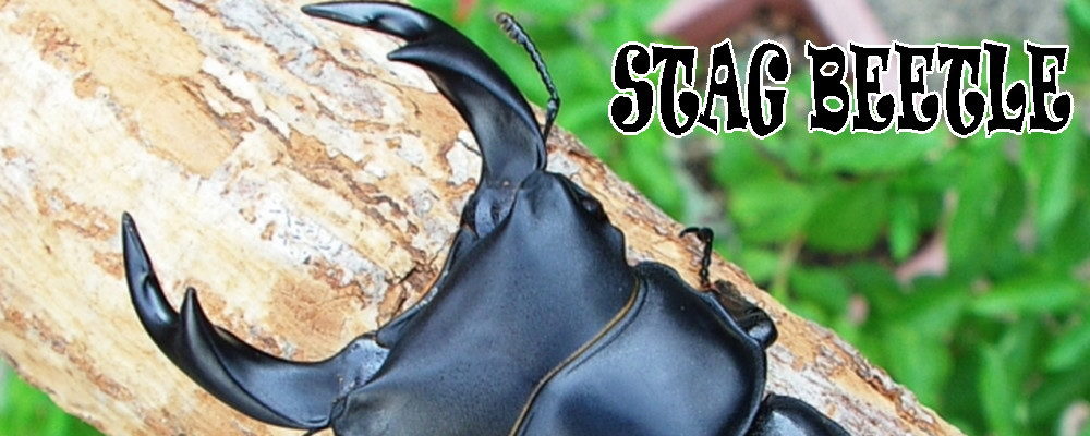 セキネビートルどっとこむ