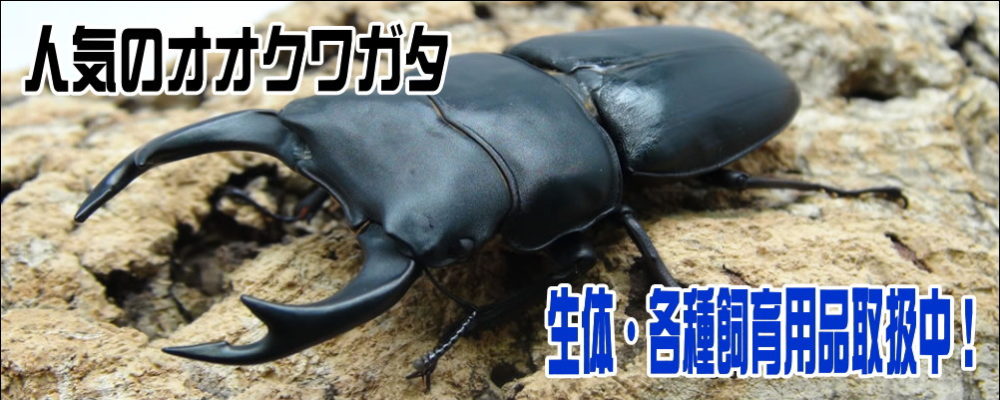 セキネビートルどっとこむ