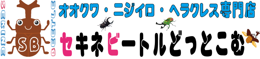 sekine-beetle-banner